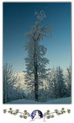 Klicken Sie hier, um das Album zu sehen: 006 Beauty-Cards Hoch Bäume im Winter