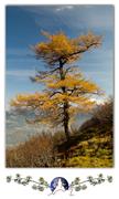 Klicken Sie hier, um das Album zu sehen: 008 Beauty-Cards Hoch Bäume im Herbst