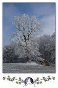 Klicken Sie hier, um das Album zu sehen: 005 Beauty-Cards Hoch Bäume im Winter