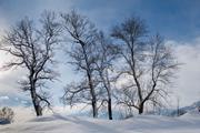 Klicken Sie hier, um das Album zu sehen: Schlosswald im Winter