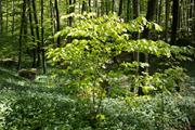 Klicken Sie hier, um das Album zu sehen: Schlosswald im Frühling